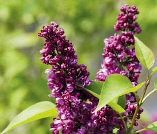 Сирень "Артур Вильям Пол" / Syringa vulgaris "Arthur William Paul"