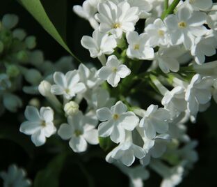 Сирень 