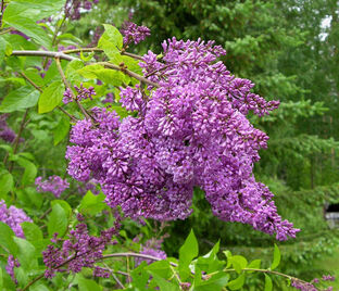 Сирень "Аниола" / Syringa henryi "Ainola"