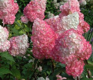 Гортензия метельчатая Ванилла Строуберри / Hydrangea panniculata Vanilla Strawberry