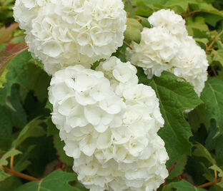Гортензия дуболистная Хармони / Hydrangea quercifolia Harmony