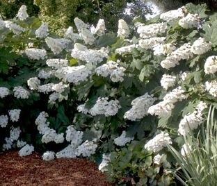 Гортензия дуболистная Элис / Hydrangea quercifolia quercifolia Alice дуболистная