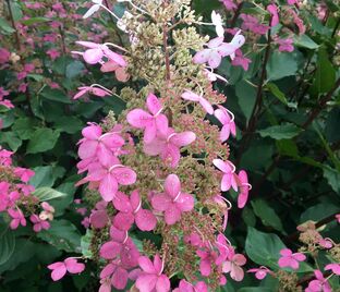 Гортензия метельчатая Биг Бен / Hydrangea panniculata Big Ben