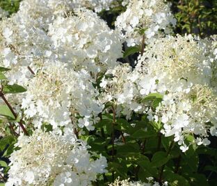 Гортензия метельчатая Бобо / Hydrangea panniculata Bobo