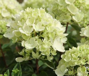 Гортензия метельчатая Бомбшелл / Hydrangea panniculata Bombshell