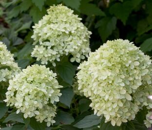 Гортензия метельчатая Брюсселс Лейс / Hydrangea panniculata Brussels Lace