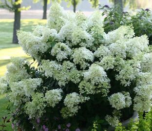 Гортензия метельчатая Бэйби Лейс / Hydrangea panniculata Baby Lace