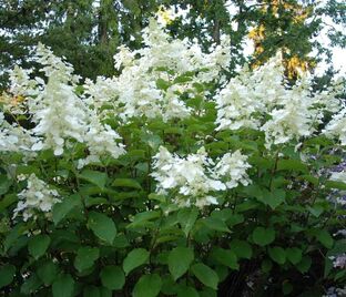 Гортензия метельчатая Вайт Леди / Hydrangea panniculata White Lady
