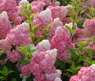 Гортензия метельчатая Ванилла Фрейз / Hydrangea panniculata Vanille Fraise