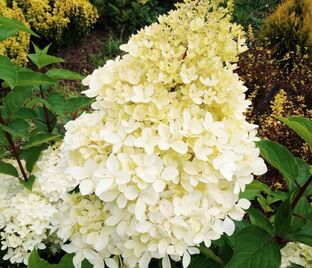 Гортензия метельчатая Геркулес / Hydrangea panniculata Hercules