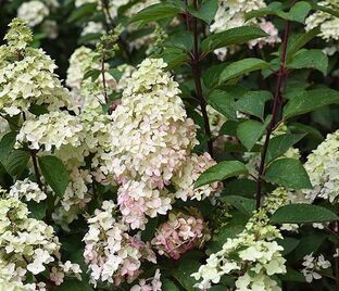 Гортензия метельчатая Голиаф / Hydrangea panniculata Goliath