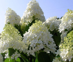 Гортензия метельчатая Грандифлора / Hydrangea panniculata Grandiflora