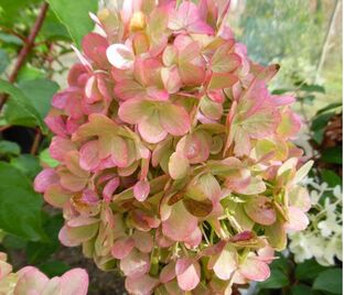Гортензия метельчатая Граффити / Hydrangea panniculata Graffiti
