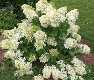 Гортензия метельчатая Дентель де Горрон / Hydrangea panniculata Dentelle De Gorron — фото 1
