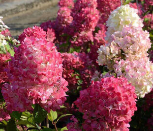 Гортензия метельчатая Диамант Руж / Hydrangea panniculata Diamant Rouge — фото 1