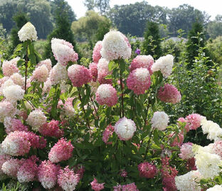 Гортензия метельчатая Долли / Hydrangea panniculata Dolly — фото 1
