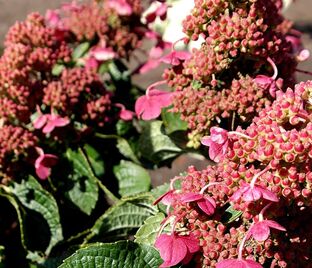 Гортензия метельчатая Инфинити / Hydrangea panniculata Infinity — фото 1