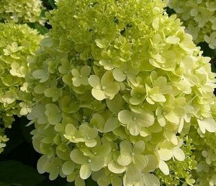 Гортензия метельчатая Кендллайт / Hydrangea panniculata Candlelight — фото 1