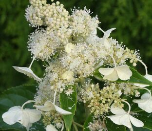 Гортензия метельчатая Кюсю / Hydrangea panniculata Kyushu — фото 1