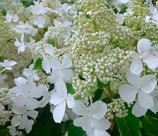 Гортензия метельчатая Левана / Hydrangea panniculata Levana — фото 1