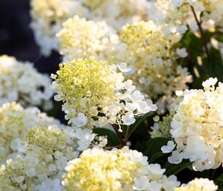 Гортензия метельчатая Литл Блоссом / Hydrangea panniculata Little Blossom — фото 1