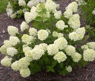 Гортензия метельчатая Литл Лайм / Hydrangea panniculata Little Lime — фото 1