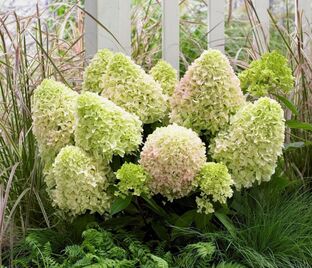 Гортензия метельчатая Литл Фрейз / Hydrangea panniculata Little Fraise — фото 1