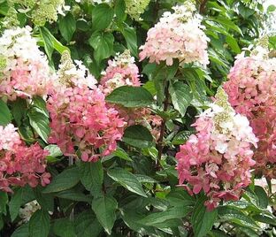 Гортензия метельчатая Меджикал Везувио / Hydrangea panniculata Magical Vesuvio — фото 1