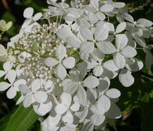 Гортензия метельчатая Мустила / Hydrangea panniculata Mustila — фото 1