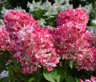 Гортензия метельчатая Пинк Даймонд / Hydrangea panniculata Pink Diamond — фото 1