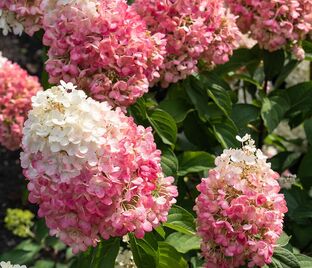 Гортензия метельчатая Пинки Промис / Hydrangea panniculata Pinky Promise — фото 1