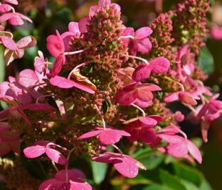 Гортензия метельчатая Праймред / Hydrangea panniculata Prim'red — фото 1