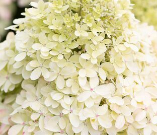 Гортензия метельчатая Роял Флауэр / Hydrangea panniculata Royal Flower — фото 1