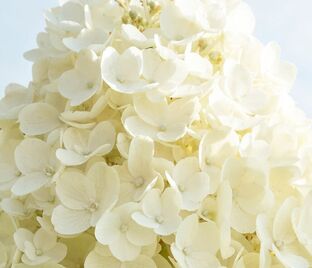 Гортензия метельчатая Саммер Сноу / Hydrangea panniculata Summer Snow — фото 1