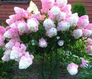 Гортензия метельчатая Санди Фрэйз / Hydrangea panniculata Sundae Fraise — фото 1