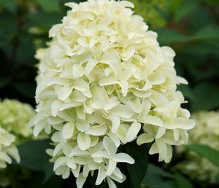 Гортензия метельчатая Скайфол / Hydrangea panniculata Skyfall — фото 1