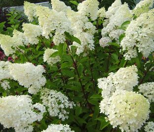 Гортензия метельчатая Тардива / Hydrangea panniculata Tardiva — фото 1