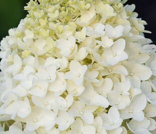 Гортензия метельчатая Шугар раш / Hydrangea panniculata Sugar Rush — фото 1
