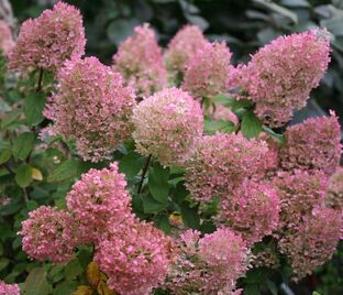 Гортензия метельчатая Энджелс Блаш / Hydrangea panniculata Angels Blush — фото 1