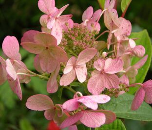 Гортензия метельчатая Эрли Сенсейшн / Hydrangea panniculata Early Sensation — фото 1