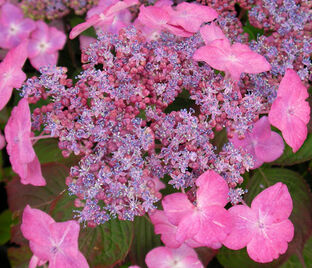 Гортензия пильчатая Авельроуз / Hydrangea serrata Avelroz — фото 1