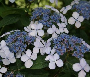 Гортензия пильчатая Блюберд / Hydrangea serrata Bluebird — фото 1