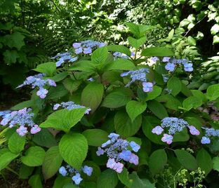 Гортензия пильчатая Вирли / Hydrangea serrata Veerle — фото 1