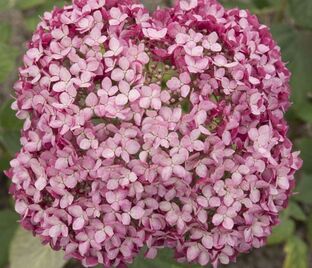 Гортензтия древовидная Мэджикал Пинкербелл / Hydrangea arborescens Magical Pinkerbell — фото 1