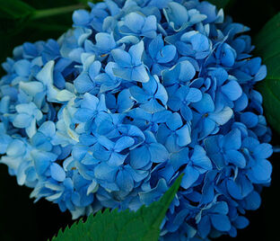 Гортензтия древовидная Нико / Hydrangea arborescens Nico — фото 1