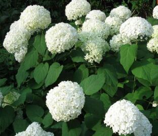 Гортензтия древовидная Хиллс оф Сноу / Hydrangea arborescens Hills of Snow — фото 1