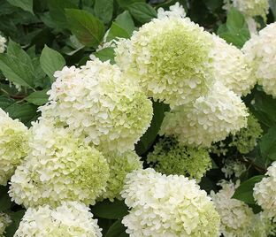Гортензия метельчатая штамбовая Лаймлайт / Hydrangea panniculata standard Limelight — фото 1