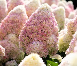 Гортензия метельчатая штамбовая Саммер Лав / Hydrangea panniculata standard Summer Love — фото 1