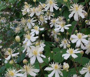 Клематис Поль Фаргез / Clematis fargesioides Paul Farges — фото 1