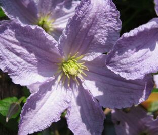 Клематис Блю Энжел / Clematis hybriden Blue Angel